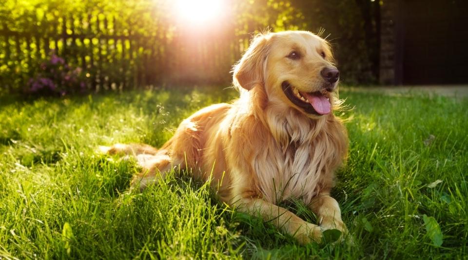 Golden Retriever