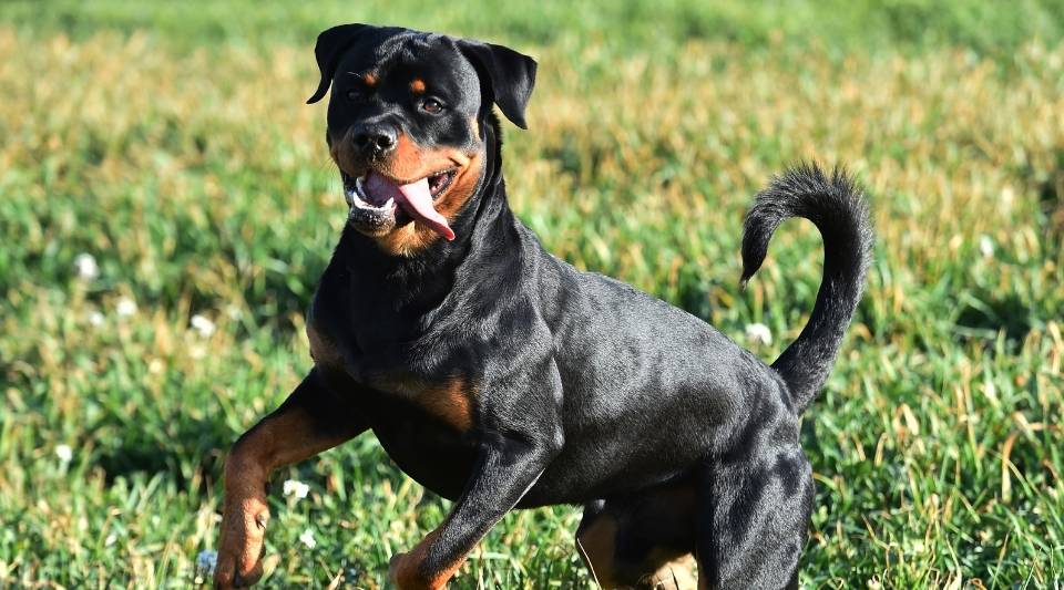 Rottweiler