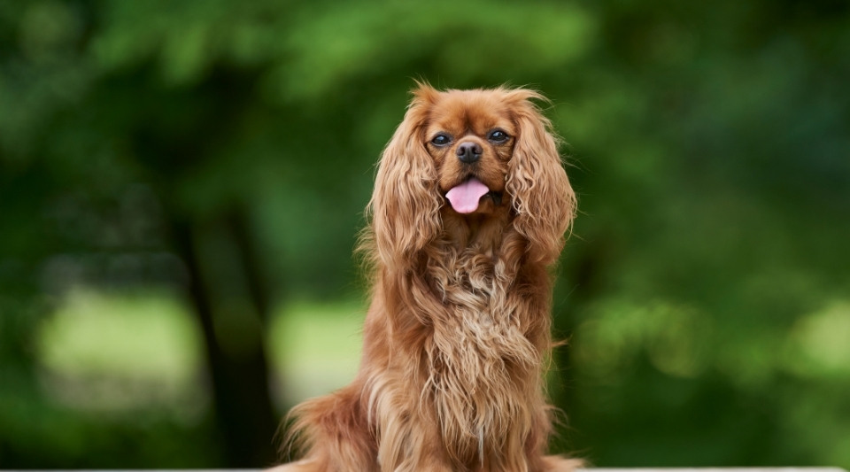 Cavalier King Charles