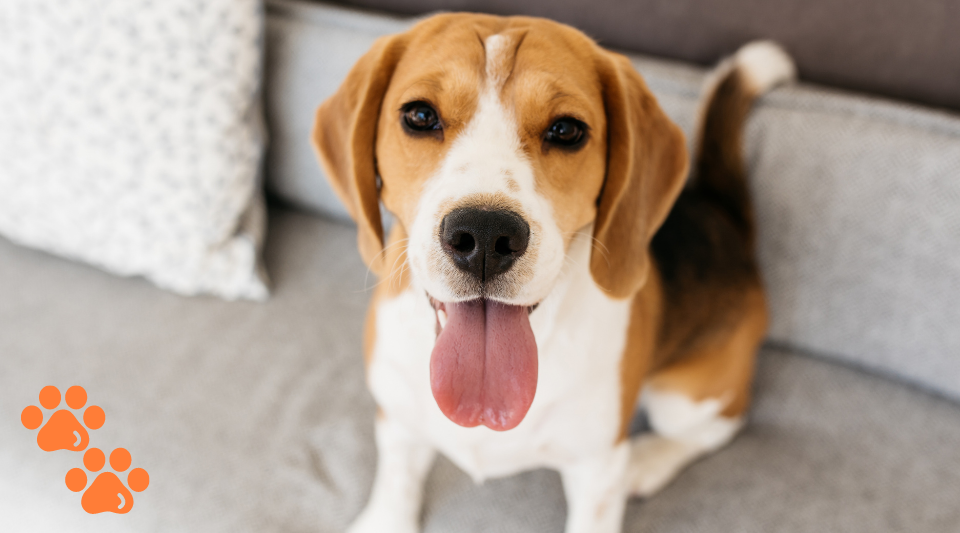 tout savoir sur le beagle (santé, alimentaire, prix, ...)