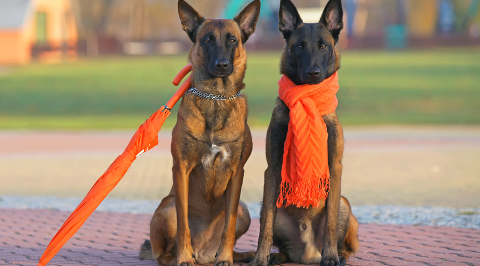 deux beaux bergers belges