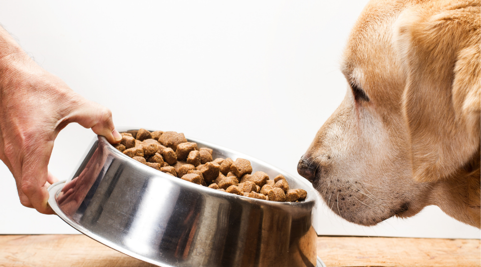 conseils pour nourrir son chien comme il faut