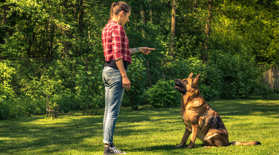 comment bien éduquer son chien