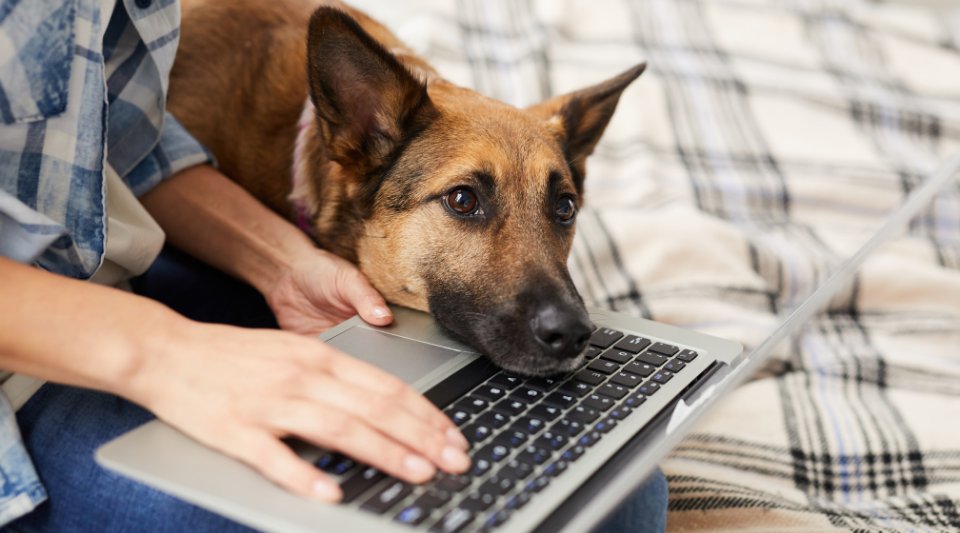 devis mutuelle santé pour chien