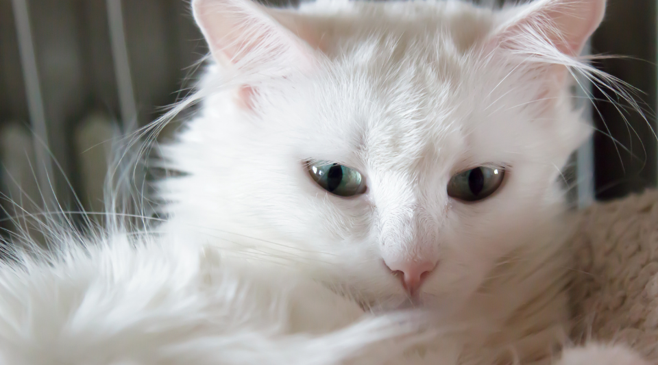 l'angora turc, cette race formidable de chat