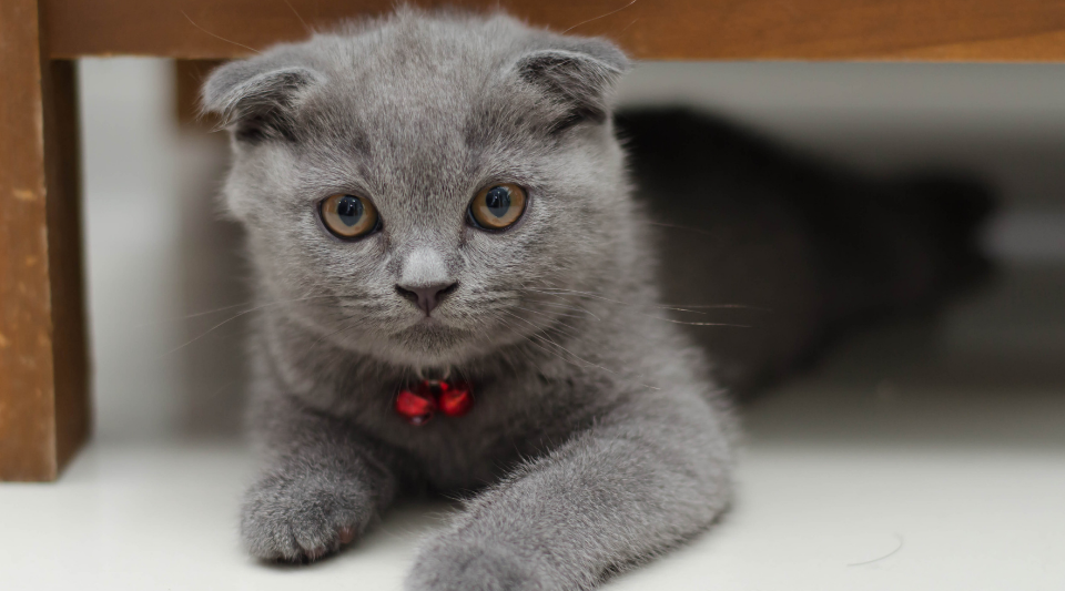 chat de race scottish fold