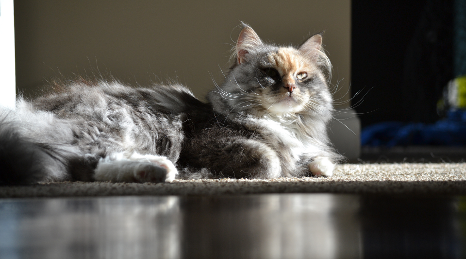 caractéristiques d'un chat sibérien