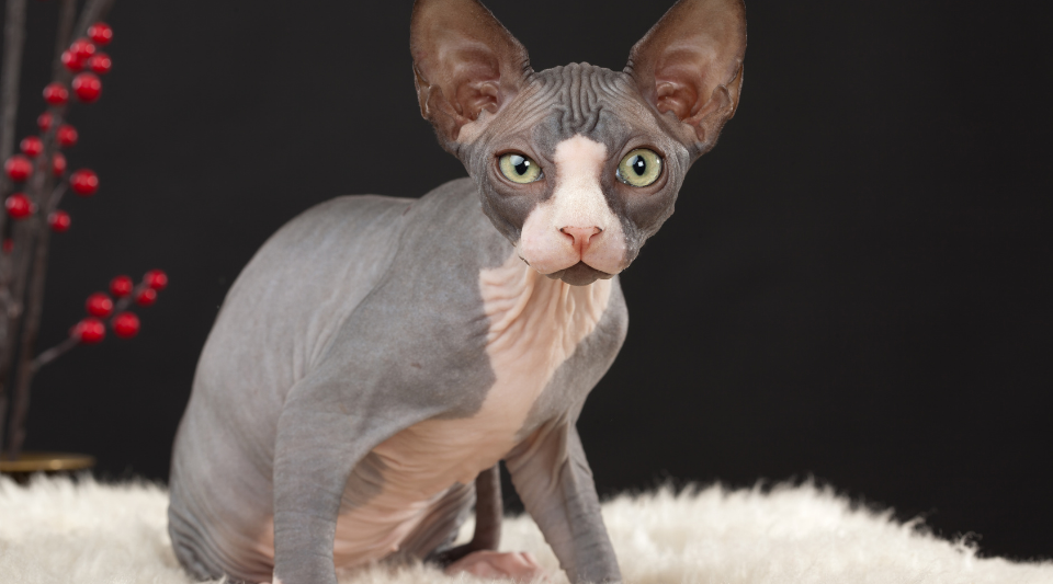 chat de race type sphynx