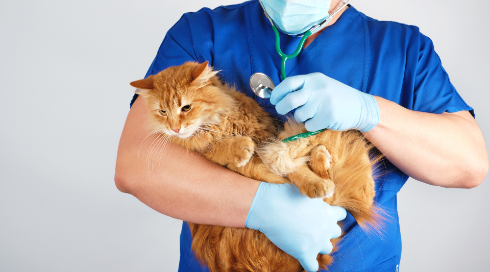 maladies du chat et comment les prévenir