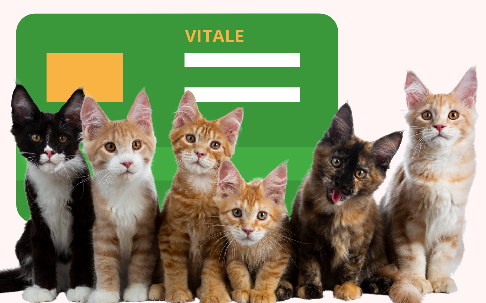 L'assurance santé pour chat