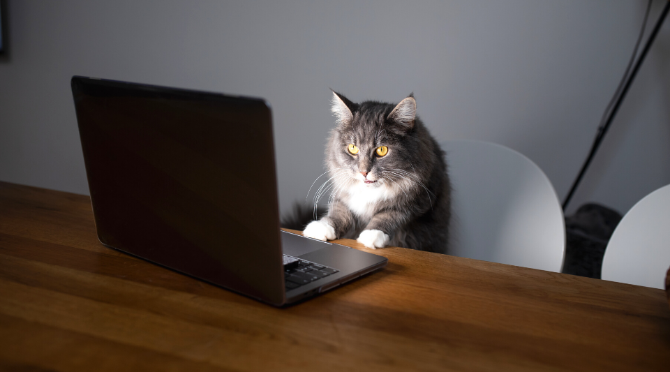 devis assurance chat sur internet