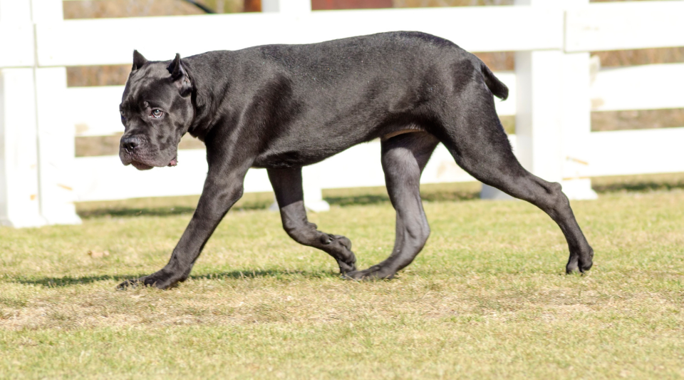 race du cane corso